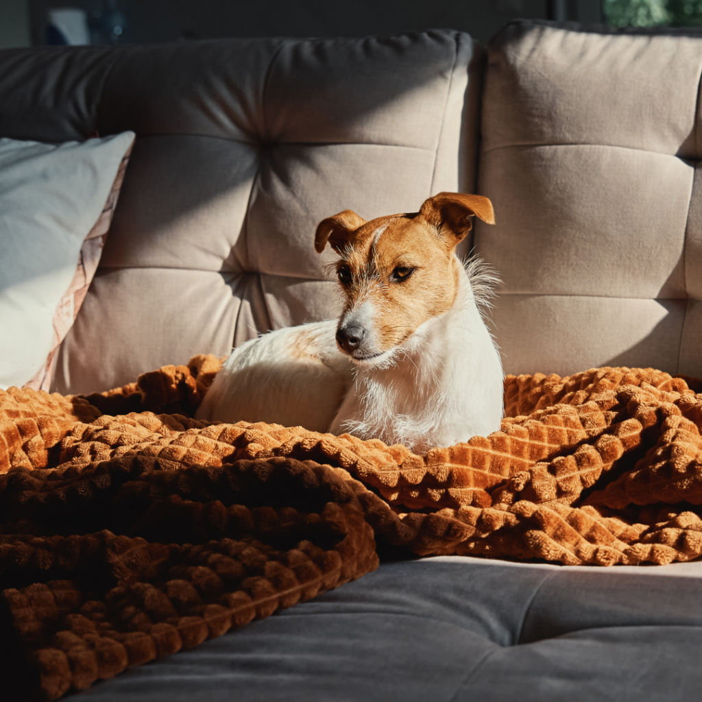 O seu cachorro prefere o seu sofá àquela caminha que você comprou? É possível você ensiná-lo a não subir.