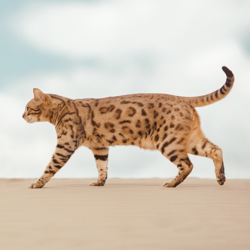 Gato Savana ou Savannah é uma raça originada do cruzamento do felino Serval e um gato doméstico.