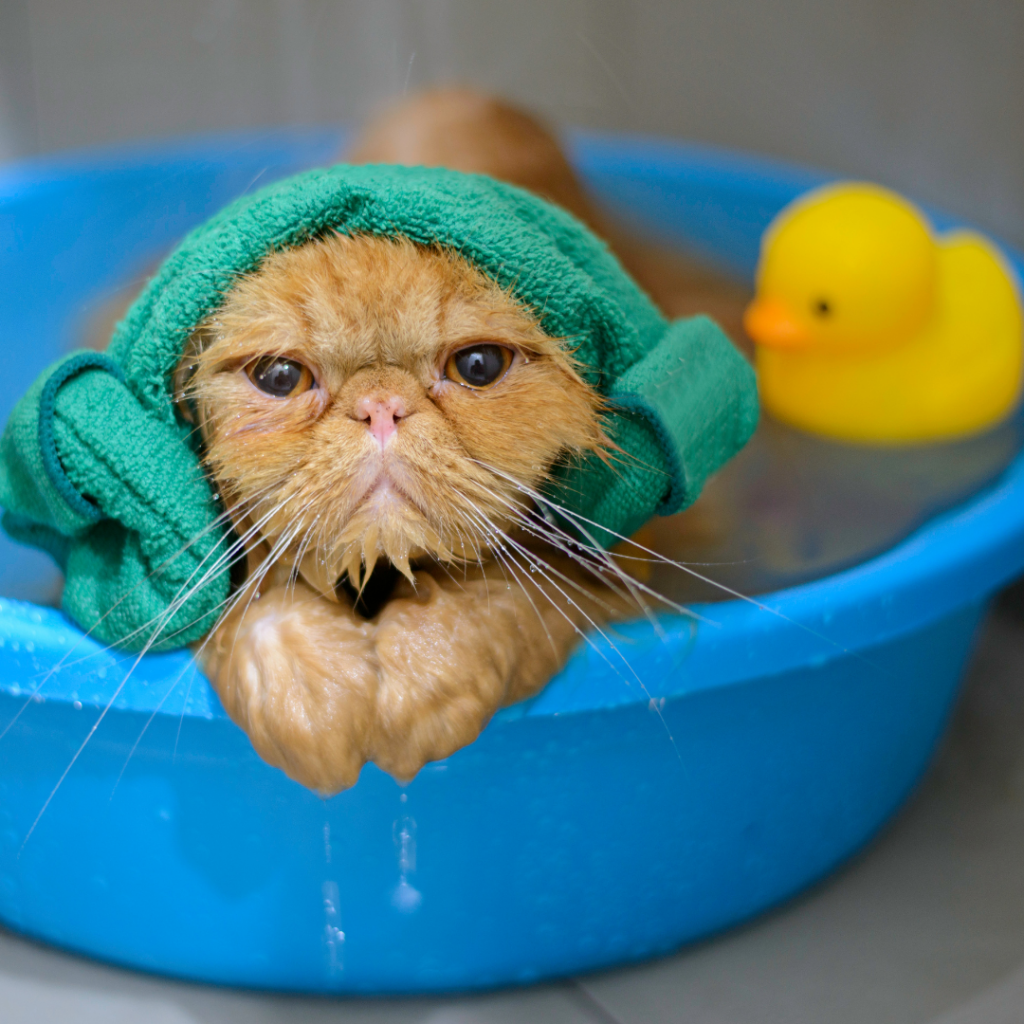 Você já deve ter ouvido falar que gatos não gostam de tomar banho, que fazem a sua própria higiene. Mas será que só isso é suficiente? Será que eles não precisam de um bom banho, de vez em quando? Pode fazer mal? Vamos descobrir!