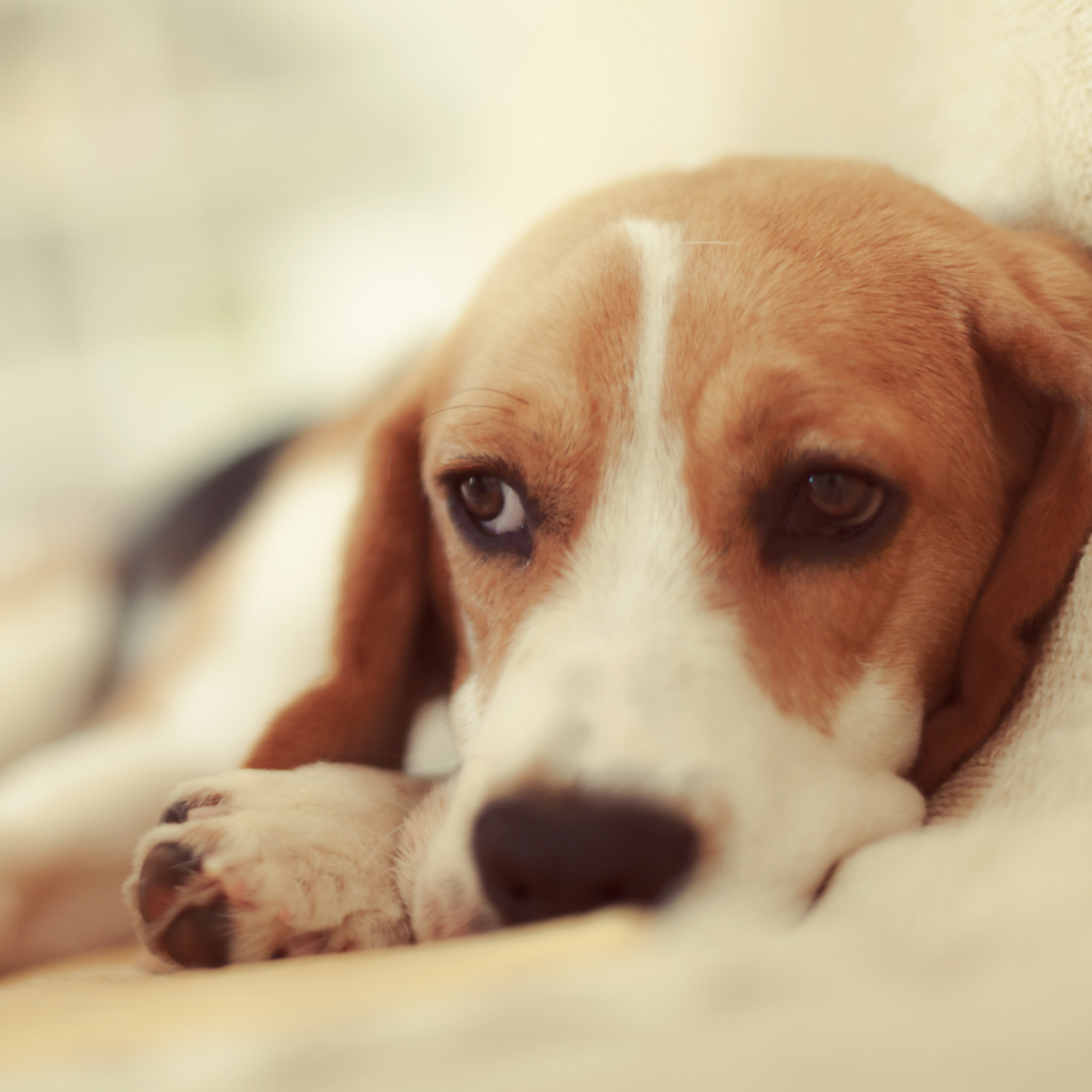 Os nossos melhores amigos de quatro patas podem apresentar diversos problemas de pele, e um dos principais sinais que podem ser percebidos de que algo está errado, é quando começam a se lamber constantemente.