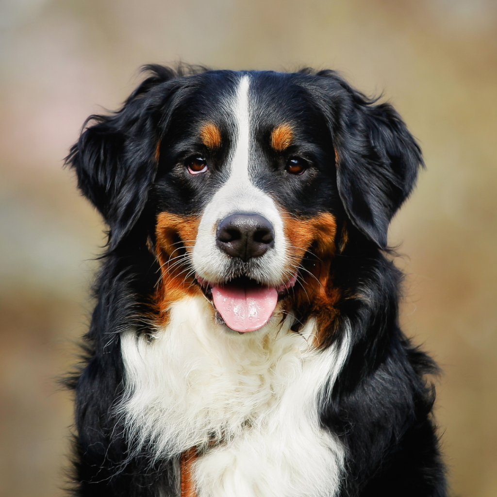 O Bernese é um gigante muito carinhoso e ágil! É um ótimo cachorro de companhia e possui uma personalidade calma e dócil.
