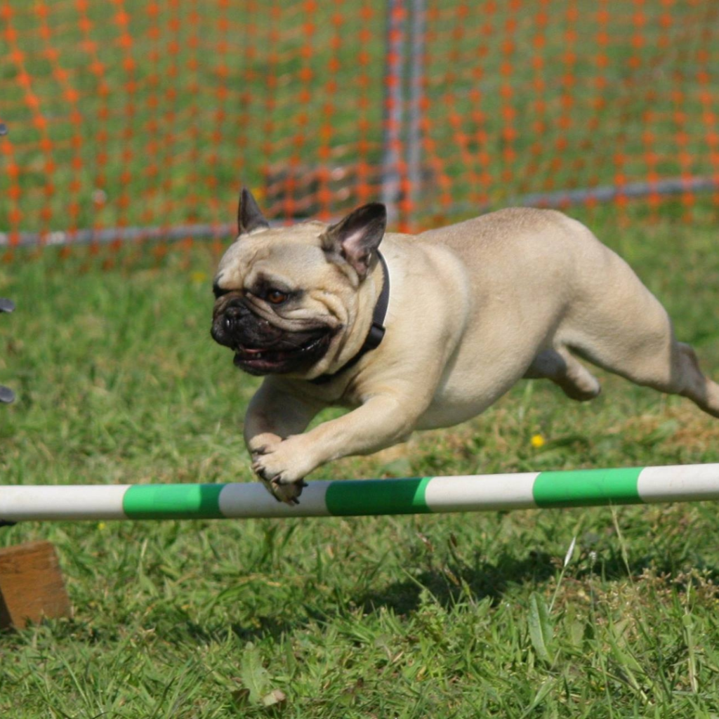 Sabe aquele animal de estimação que parece estar sempre distraído, não obedece aos seus comandos e corre como um louco pela casa. Pois é, pode ser que você esteja diante de um animal hiperativo. Descubra quais são as características destes animais e como lidar com eles!