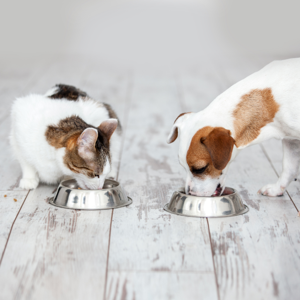 Meu cachorro pode comer ração de gato? 