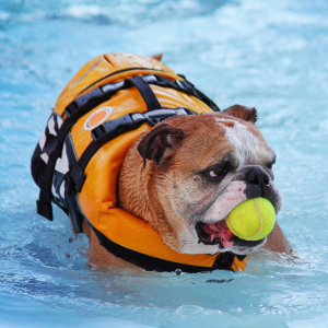 Cachorro na  piscina, pode? Sim, mas você precisa tomar alguns cuidados.