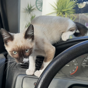 Gatos devem ser transportados dentro de caixas adequadas ao seu tamanho e nunca soltos no carro