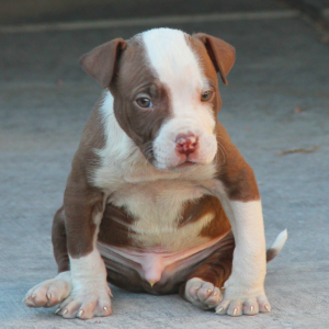 Pitbull é um cão musculoso e inteligente.