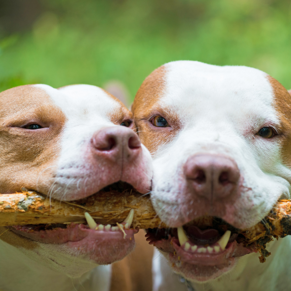 Pitbull é uma raça conhecida como agressiva e violenta, mas seu comportamento está mais relacionado ao tipo de criação que recebe.