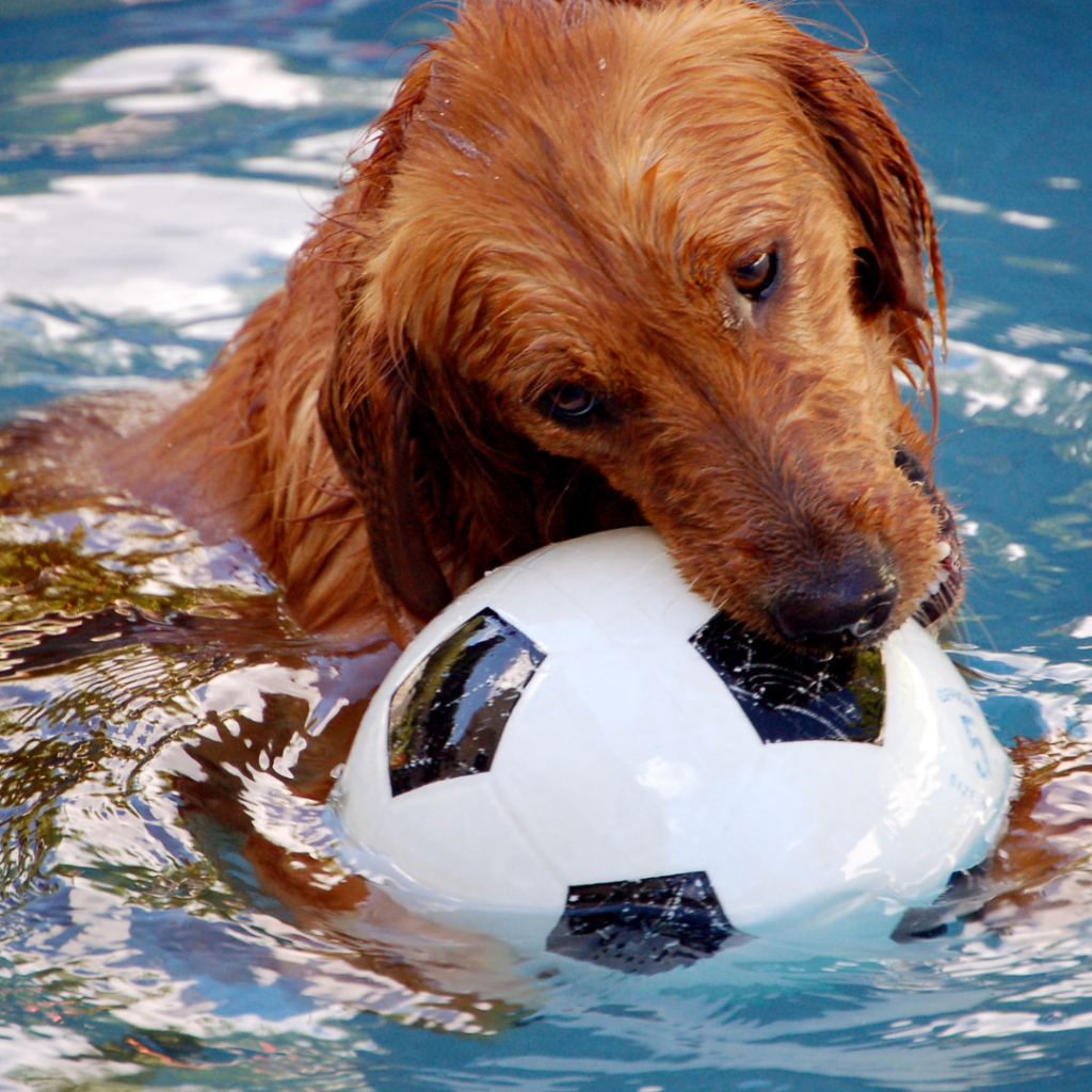 Cachorro na piscina, pode? Quem não gosta de se refrescar em uma água limpinha e fresquinha? Será que faz bem para os nossos amigos de 4 patas? 