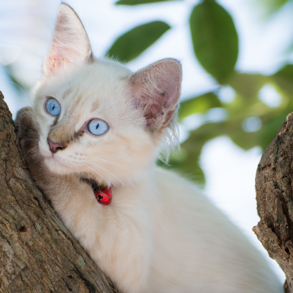 Gato branco pode sofrer de surdez. Você sabe como identificar um?