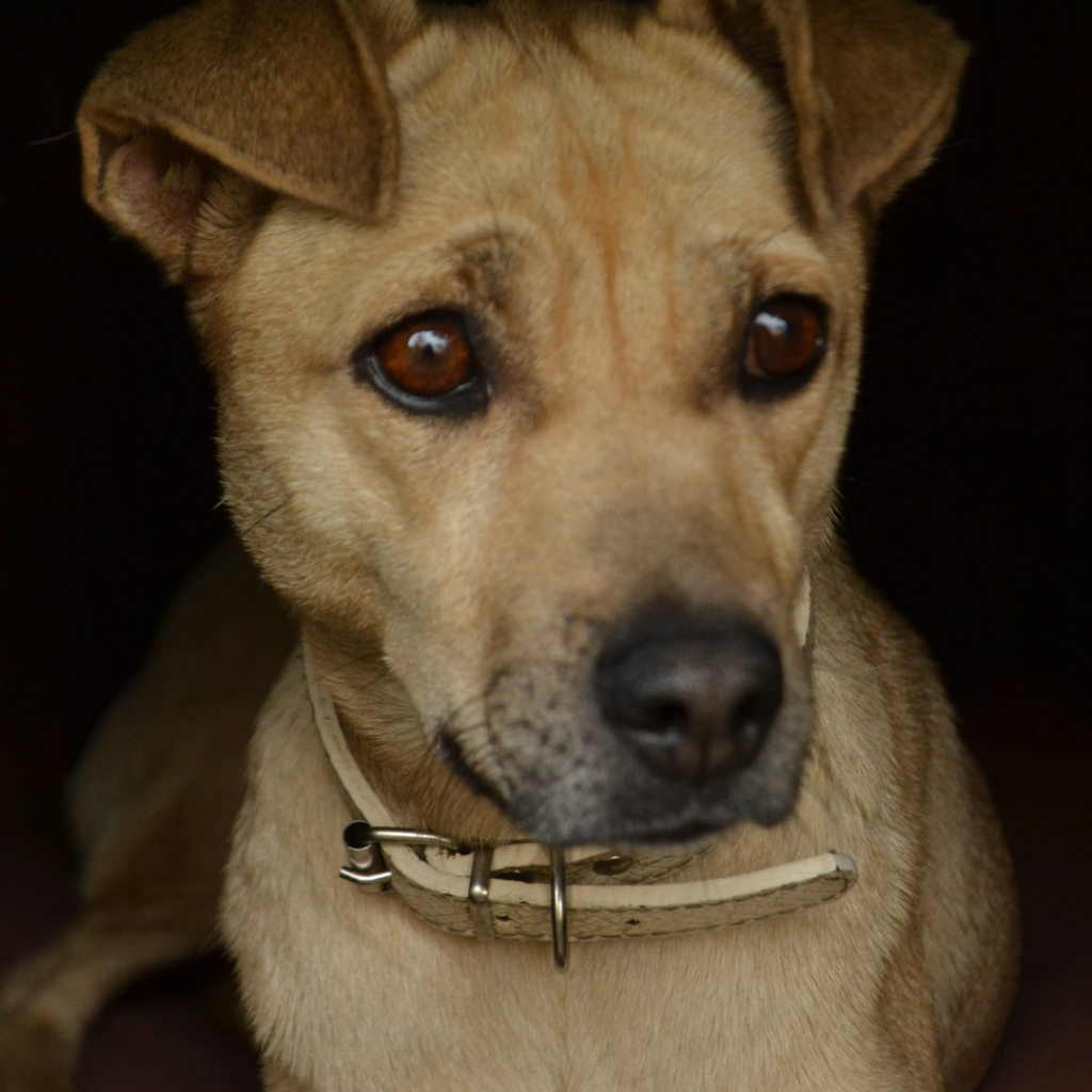 Um cão estressado dá sinais de não está se sentindo bem. Podem ser várias as razões para isso. É preciso conhecer os sinais para ajudar o seu amigo.