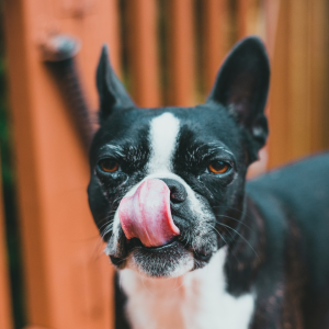 Um dos sinais de estresse é o cão lamber excessivamente seu focinho e boca.