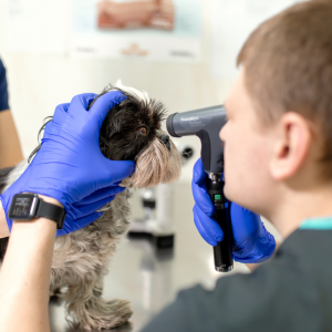 Ao perceber a anisocoria em seu pet procure um médico veterinário especialista em oftalmologia.