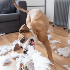 Um cão estressado ou entediado, muitas vezes por ficar sozinho em casa, passa a destruir objetos que estão a seu alcance.