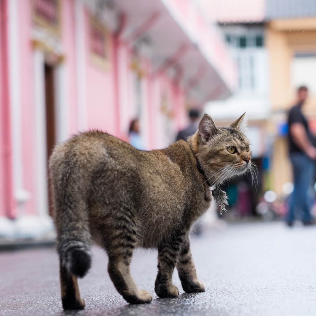 Caminho para casa: gatos são exploradores, adoram conhecer a vizinhança. Mas, eles sabe voltar para casa? 
