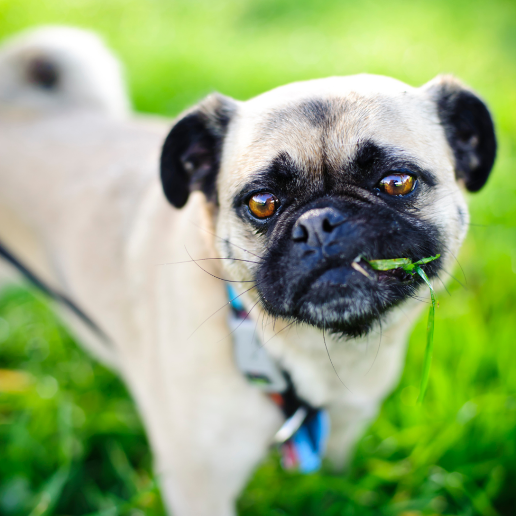 Seu cão come grama? Pode ser sinal de aborrecimento ou desnutrição. Sabe quais são os riscos para o seu cão?