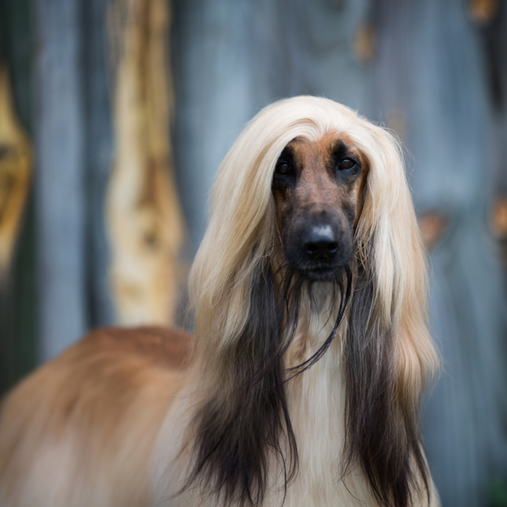 Um cachorro de aparência exótica e única, dificilmente passa despercebido por seu porte e suas madeixas que mais lembram os cabelos humanos de tão pomposos e lisos que são. O Galgo Afegão impressiona por onde passa e é um ótimo companheiro para sua família humana. 